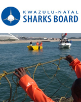 SHARKS BOARD